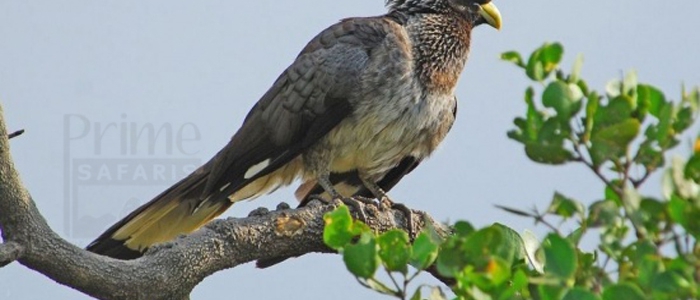 Eastern Grey Plantain-Eater