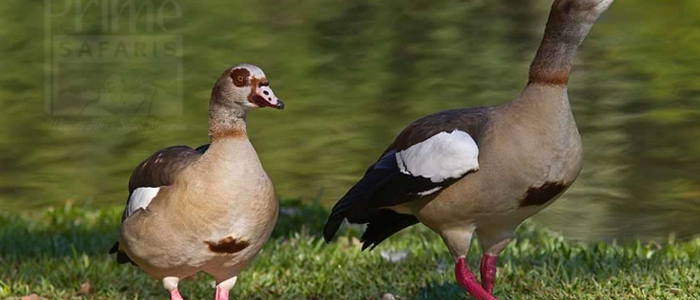 Egyptian Goose