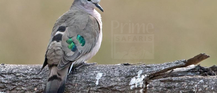 Emerald-Spotted Wood-Dove