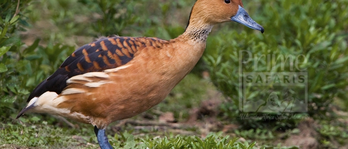Fulvous Whistling Duck