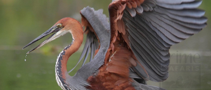 Goliath Heron