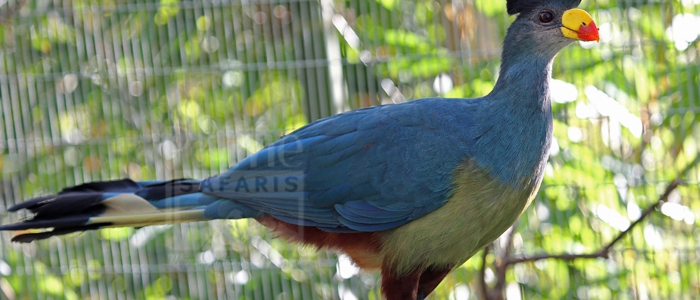 Great Blue Turaco