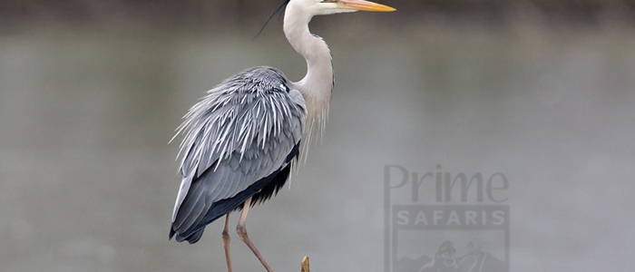 Grey Heron