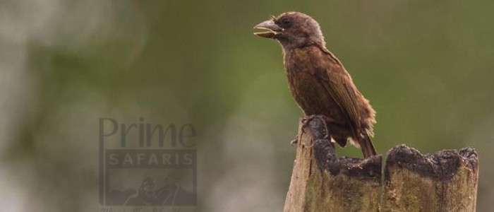 Grey-Throated Barbet