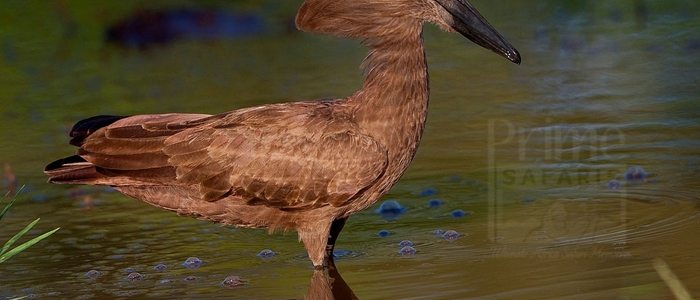 Hamerkop