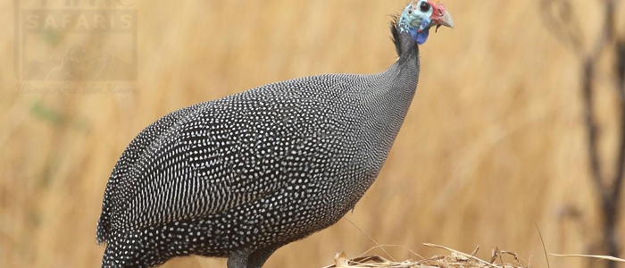 Helmeted Guinea Fowl