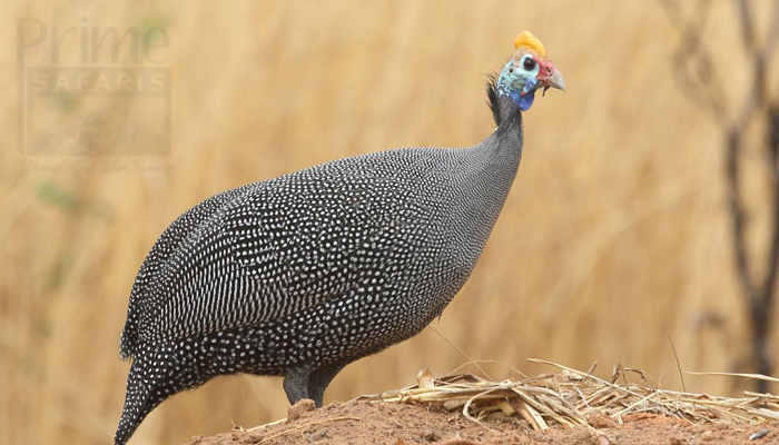 Helmeted Guinea Fowl