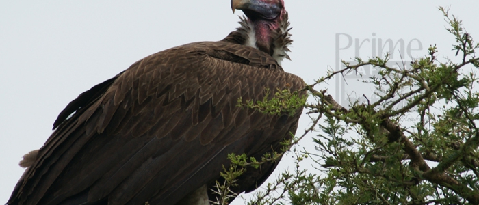 Hooded Vulture