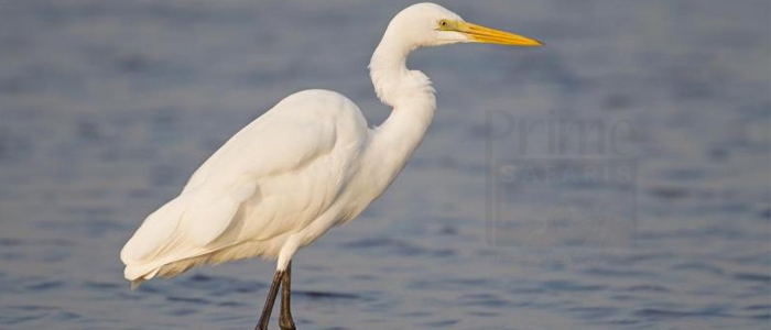 Intermediate Egret