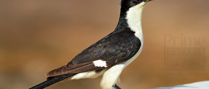 Jacobin Cuckoo-Black-And-White Cuckoo