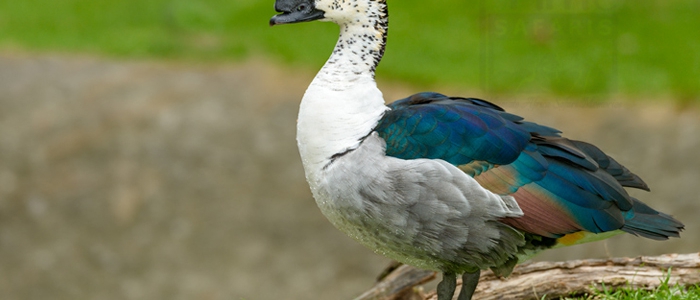 Knob-Billed Duck