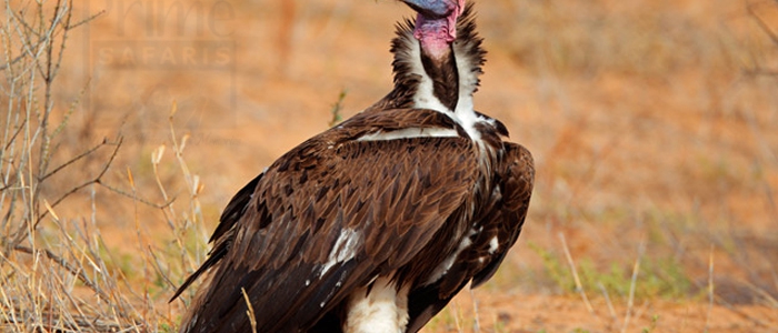 Lappet-Faced Vulture