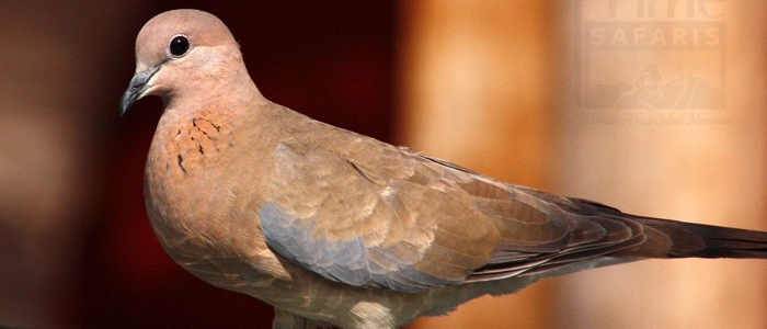 Laughing Dove