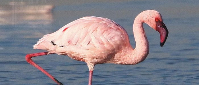 Lesser Flamingo