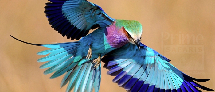 Lilac-Breasted Roller
