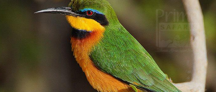 Little Bee-Eater