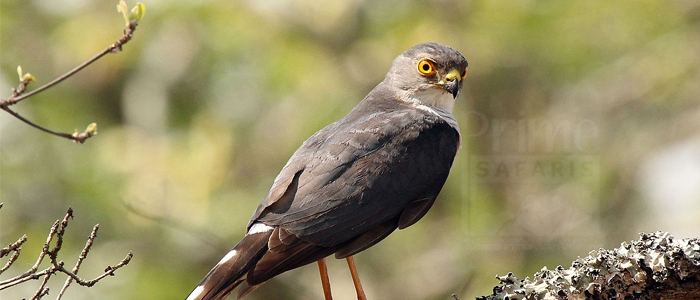 Little Sparrowhawk