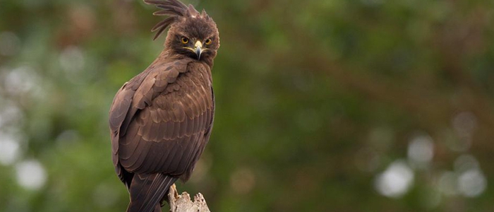 Long-Crested Eagle