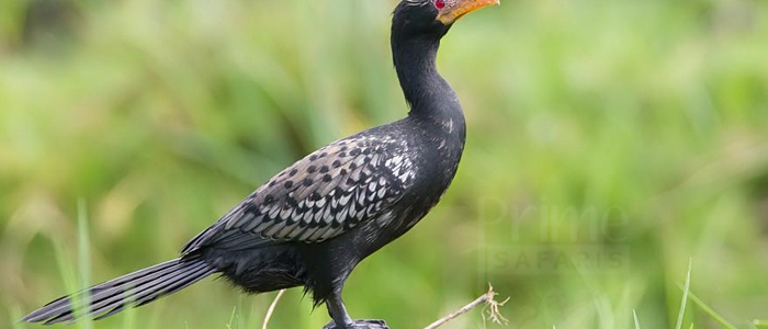 Long-Tailed Cormorant