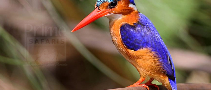 Malachite Kingfisher