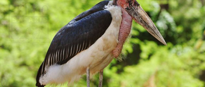 Marabou Stork