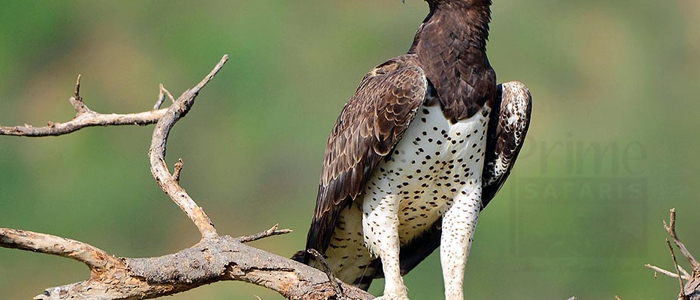 Martial Eagle