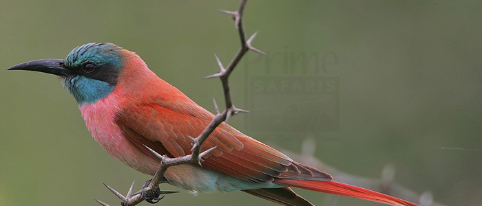 Northern & Southern Carmine Bee-Eaters