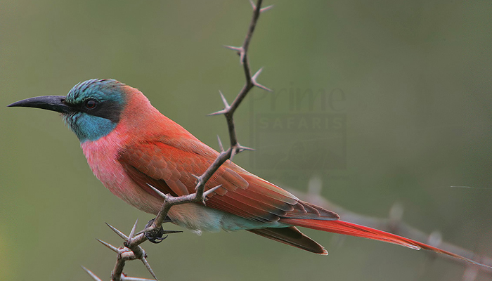 Northern & Southern Carmine Bee-Eaters