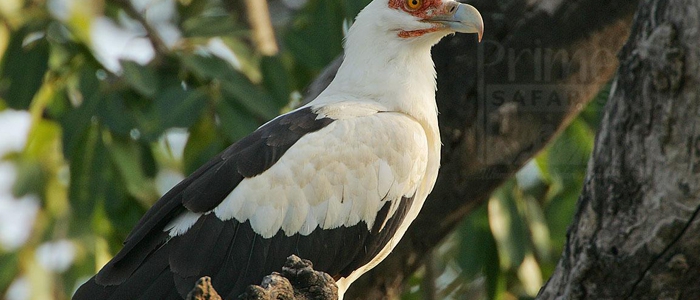 Palm-Nut Vulture