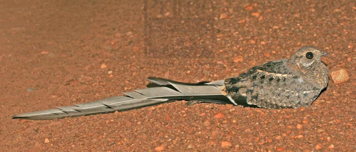 Pennant-Winged Nightjar