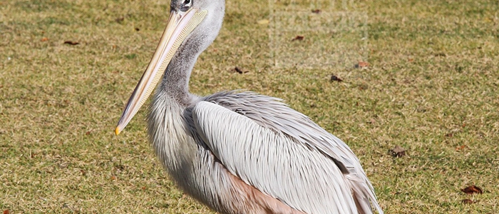 Pink-Backed Pelican