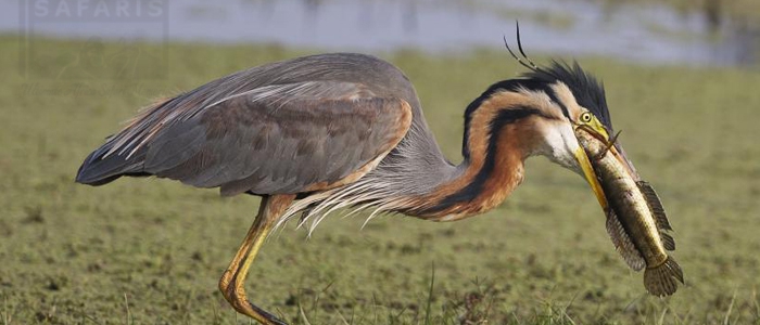 Purple Heron