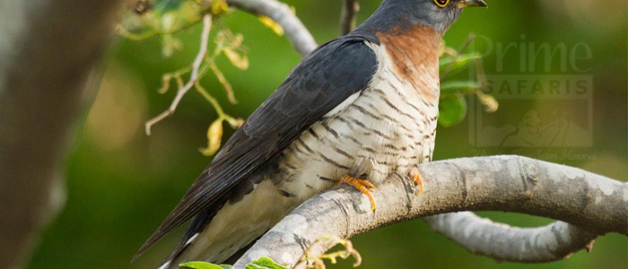 Red-Chested Cuckoo