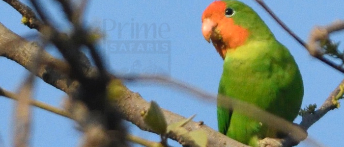 Red-Headed Lovebird