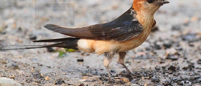 Red-Rumped Swallow