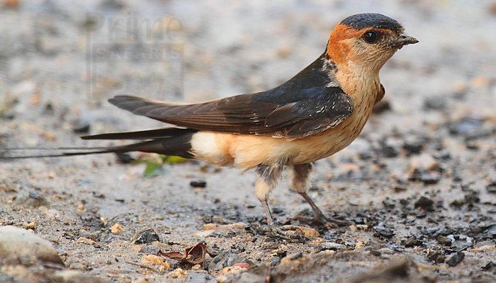 Red-Rumped Swallow