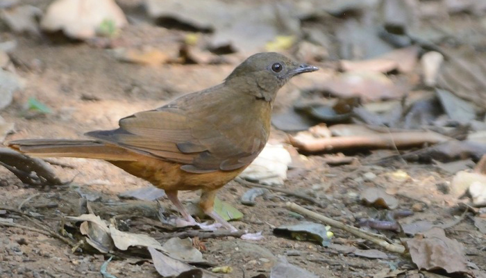Red-Tailed Ant Thrush