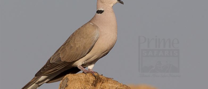 Ring-Necked Dove