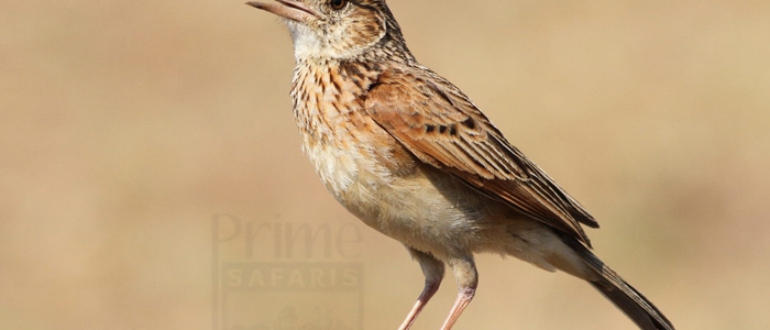 Rufous-Naped Lark