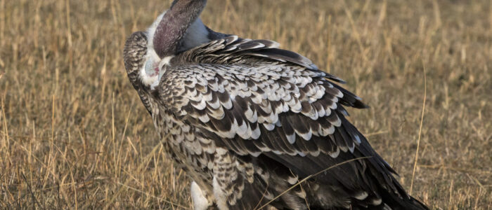 Ruppell’s Griffon Vulture