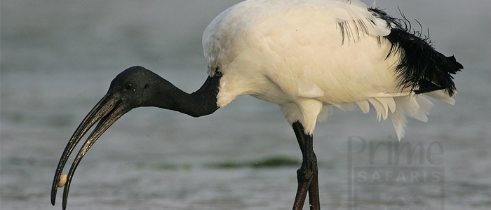 Sacred Ibis