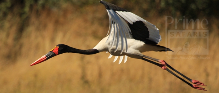 Saddle-Billed Stork