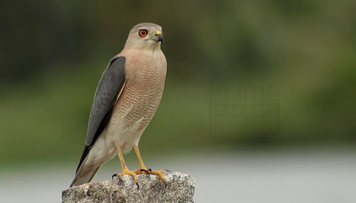 Shikra