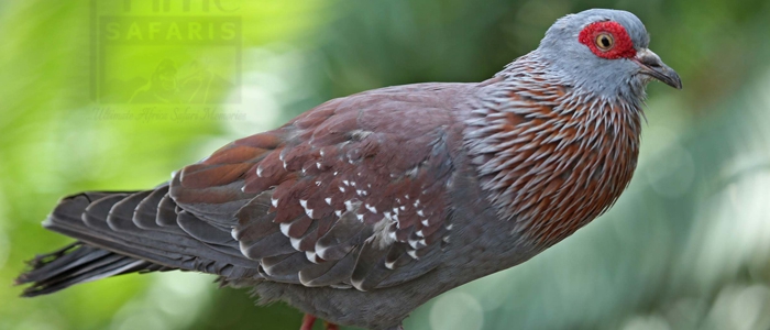 Speckled Pigeon