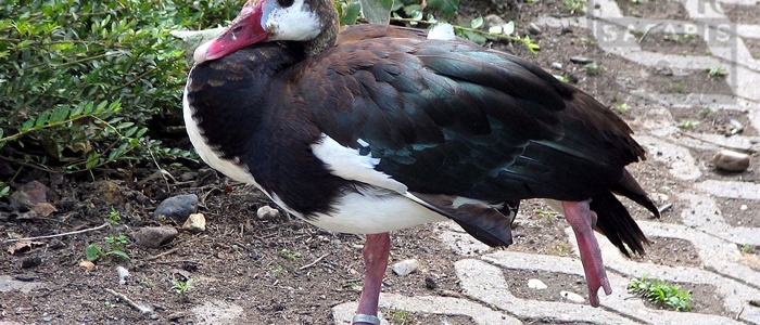 Spur-Winged Goose
