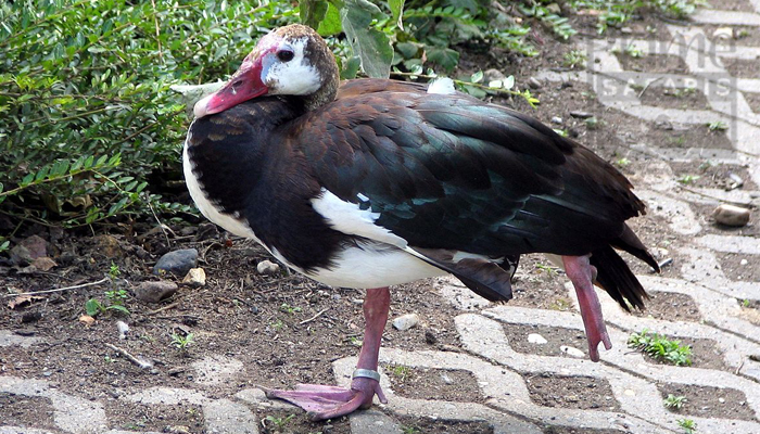 Spur-Winged Goose