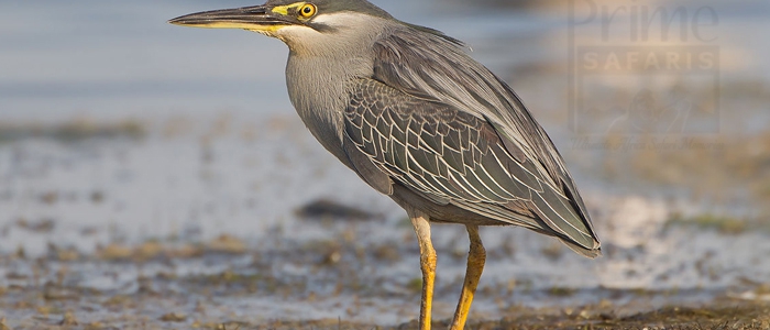 Striated Heron