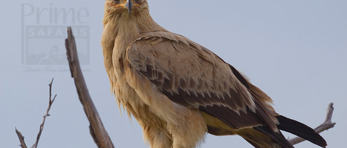 Tawny Eagle