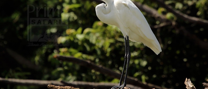 Great Egret