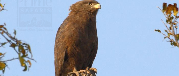 Western Banded Snake-Eagle